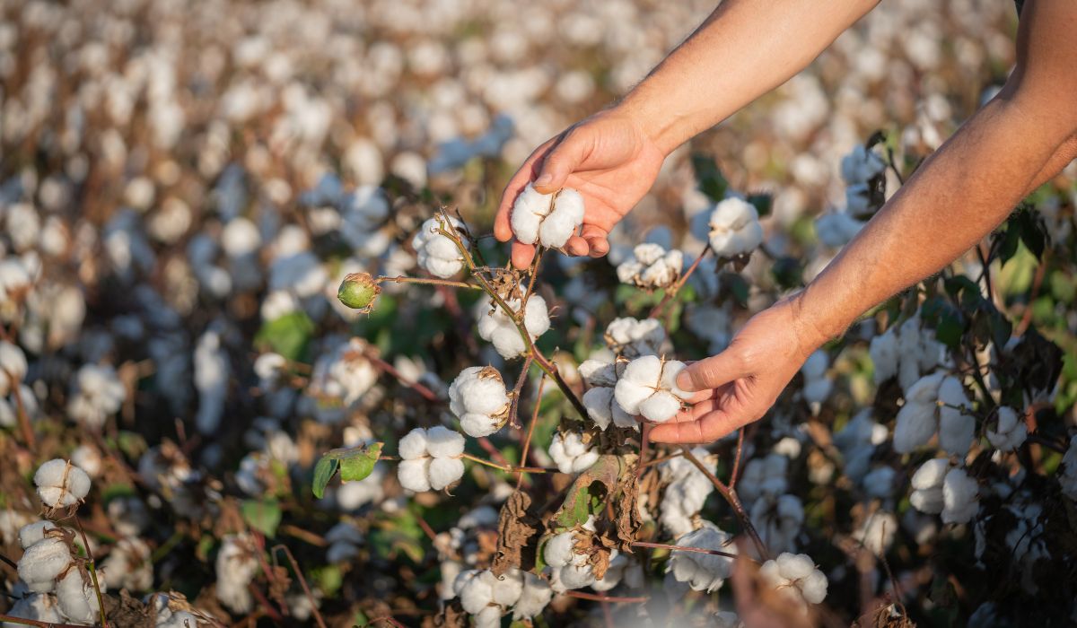Uprawa bawełny organicznej